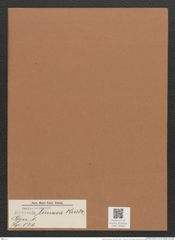 Navicula lmosa Kuetz. (de-Toni-Nr.: Genus 1, Species 531) Zeichnungen Sammlung Grunow Mappe 00462 (Herbarium_W_Grunow_drawings_Folder_00462)